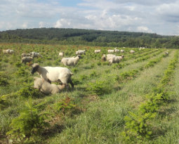 Moutons